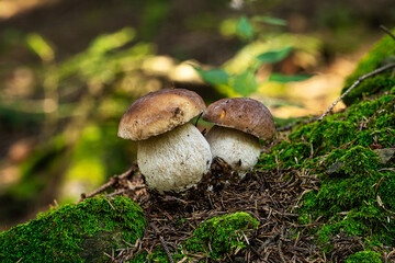 Steinpilze im Wald