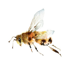 Watercolor cute bee on white background - 377758041