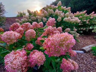 flawers on sunrise