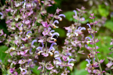 Botanical collection of medicinal plants and herbs,pink flowers of salvia scarlea plant used in aromatherapy and medicine