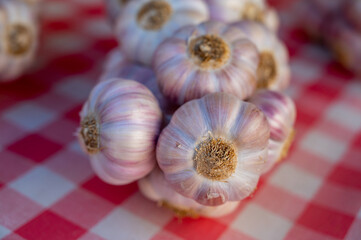Bunch of fresh aromatic french violet or rose garlic