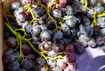 New harvest of black wine grapes in Provence, France. Wine making.