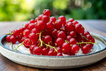 Ripe healthy antioxidant red currant berries