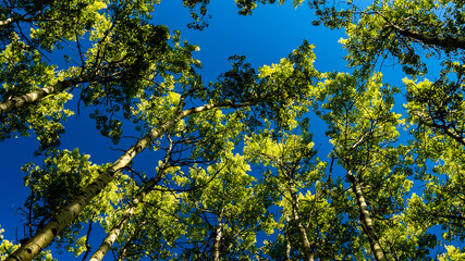 leaves against blue sky