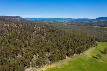 Fototapeta na wymiar Forest regeneration after bushfire in The Blue Mountains