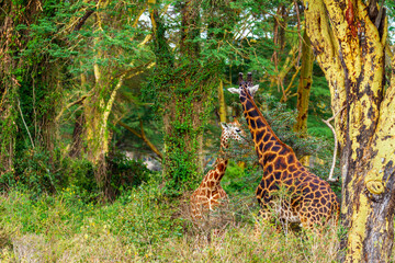 Fototapeta premium Rothschild's giraffe, Giraffa camelopardalis rothschildi, endangered threatened giraffe, feeding in green woodland. Lake Nakuru National Park, Kenya, Africa. Also known as Baringo or Ugandan