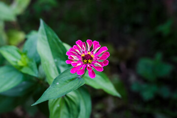 flower in the garden