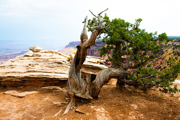 Pine at Canyon Lands