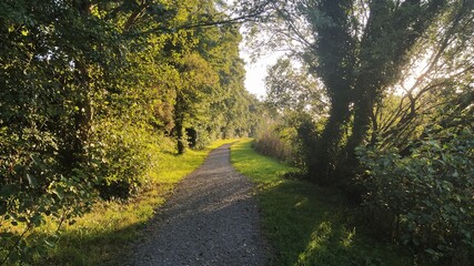 Naklejka premium path in the park