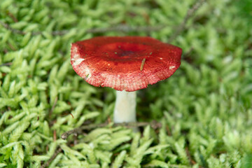 Russula mushroom in the forest in Scotland. Bright red colored fungi mushrooms. Select focus, bokeh effect.