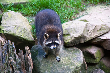 a large raccoon standing on a gray rock