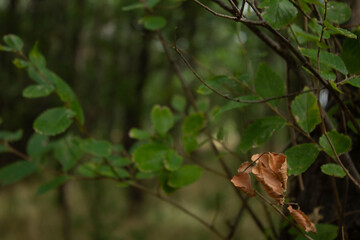 Comienzo de otoño