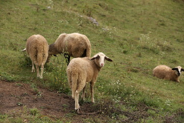 Fototapeta premium A herd of white sheep grazes on a fenced pasture
