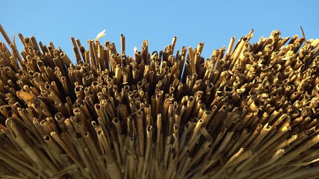Bamboo Branch Bundle Slider Shot