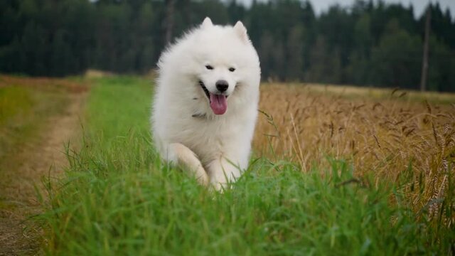 Samoyed dog run slow motion