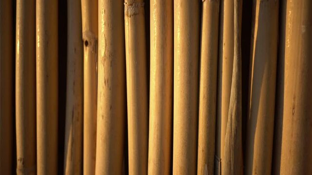Bamboo Branch Bundle Slider Shot