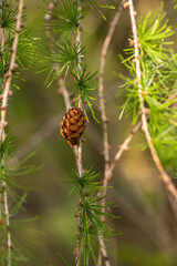 Larch trees with beautiful cones that hang beautifully during the autumn time in Swedish nature