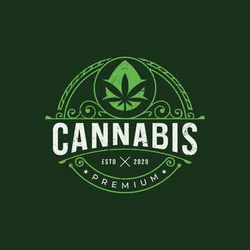 vintage cannabis logo template. retro green style. cannabis leaf with drop oil concept.  vintage design. Premium Vector