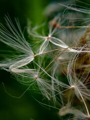 close up of a dandelion