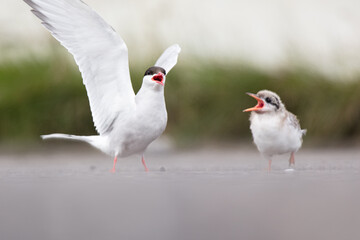 arctic tern, wildlife in Iceland