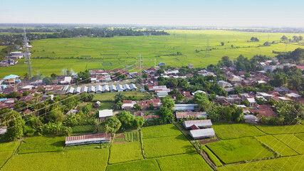 Air drone. beautiful rice fields with green young shoots farming organic crops with rice.