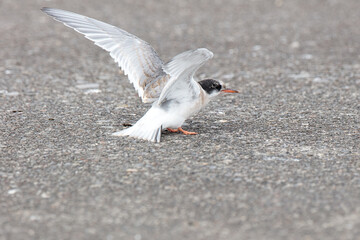 arctic tern chick, wildlife in Iceland