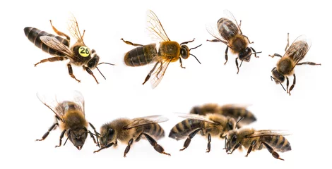 Fotobehang bee queen mother and drone and bee worker - three types of bee (apis mellifera) © Vera Kuttelvaserova