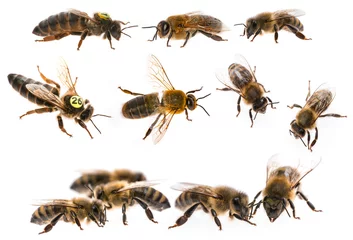 Fotobehang bijenkoningin moeder en dar en bijenwerker - drie soorten bijen (apis mellifera) © Vera Kuttelvaserova