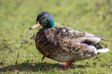 mallard ,wildlife in Iceland