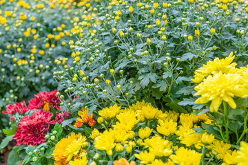 Bright autumn flower bloomed in a botanical garden