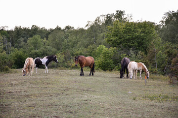 Herd with grazing horses