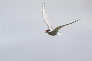 arctic tern, wildlife in Iceland