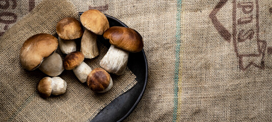 Fresh forest mushrooms /Boletus edulis (king bolete) / penny bun / cep / porcini / mushroom in an...