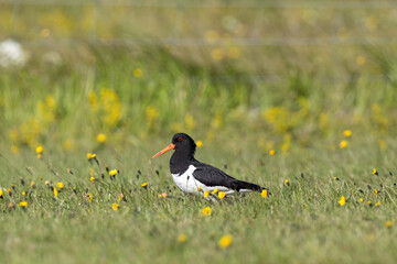 oystercatcher ,wildlife in Iceland