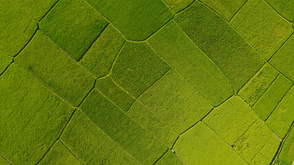 Top view from drone of the beautiful paddy fields with velvet green young sprouts in Indonesian.