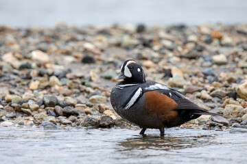 arlequin duck,wildlife in Iceland
