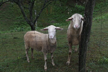 Steel wire mesh fence in the garden