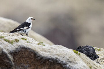 snow bunting ,wildlife in Iceland