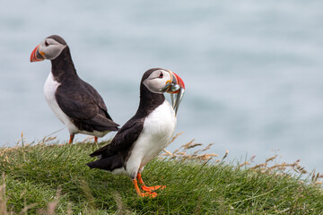 Puffin, wildlife in Iceland
