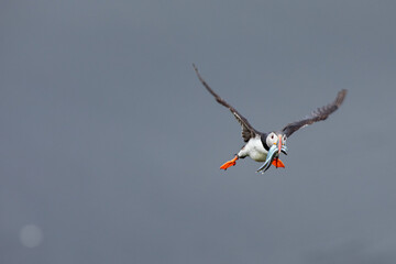 Puffin, wildlife in Iceland