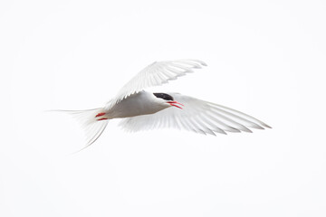 arctic tern, wildlife in Iceland