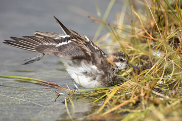 XXX ,wildlife in Iceland