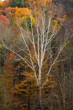 Autumn Color, East Tennessee Countryside
