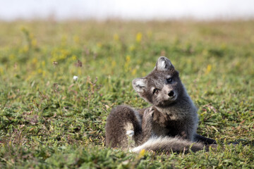 arctic fox puppy, wildlife in Iceland