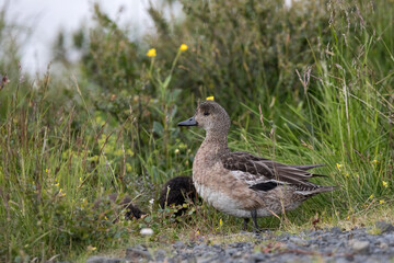 duck ,wildlife in Iceland