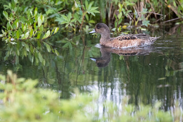 duck ,wildlife in Iceland