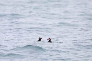 puffin ,wildlife in Iceland