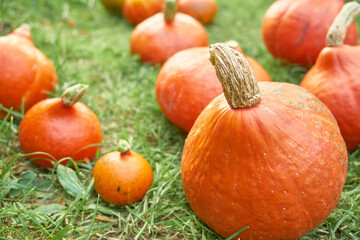 Close up Hokkaido orange pumpkins lie on the green grass. Thanksgiving and harvest concept.