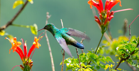 Colibrí © ClaudiaCastro