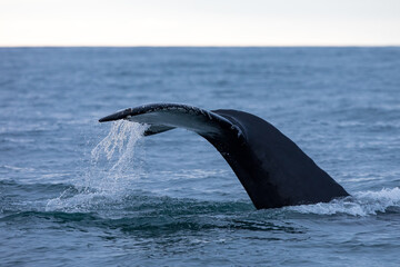 Obraz premium whale ,wildlife in Iceland
